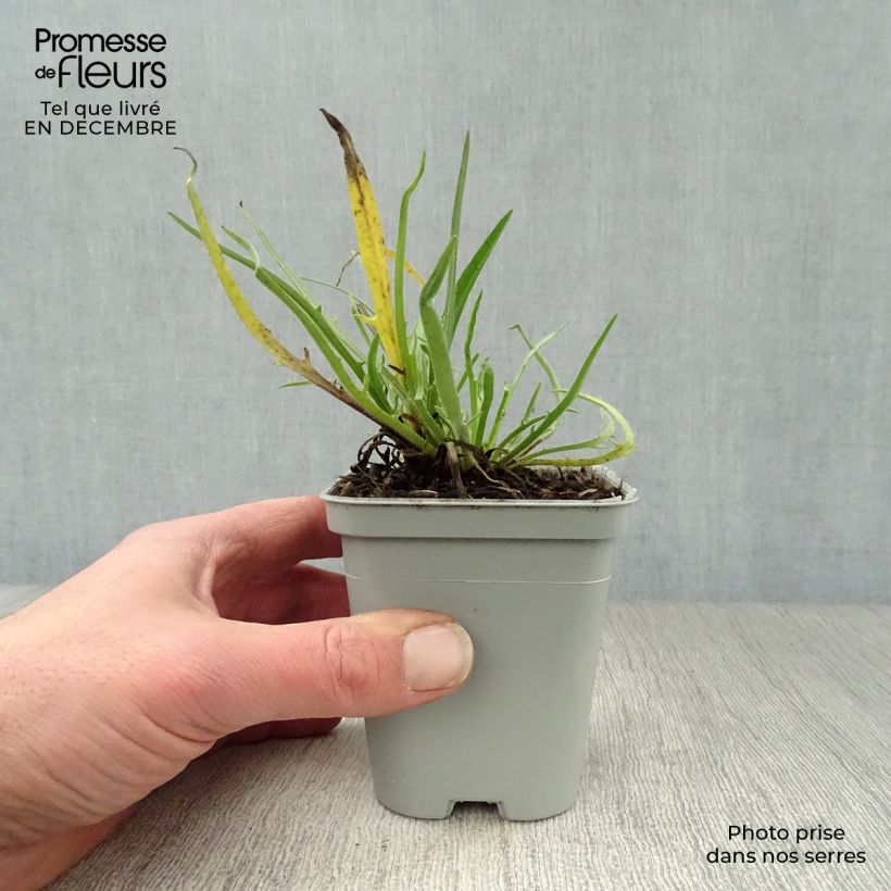 Example of Catananche caerulea Alba - Cupidone blanche Kweekpotje van 8/9 cm as you get in hiver