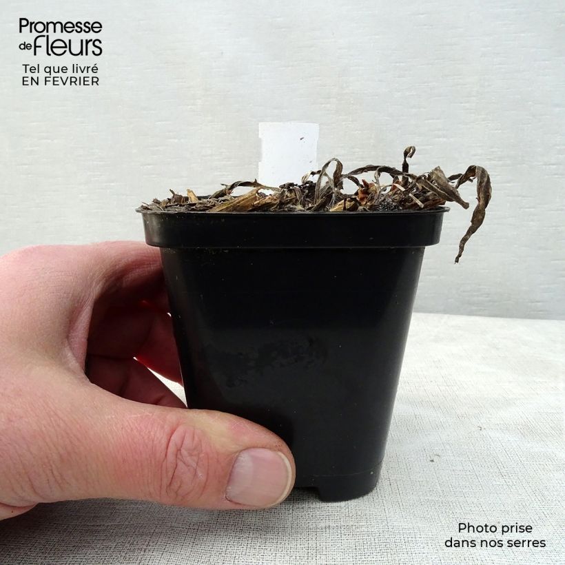 Example of Catananche caerulea - Cupidone Kweekpotje van 7/8 cm as you get in hiver