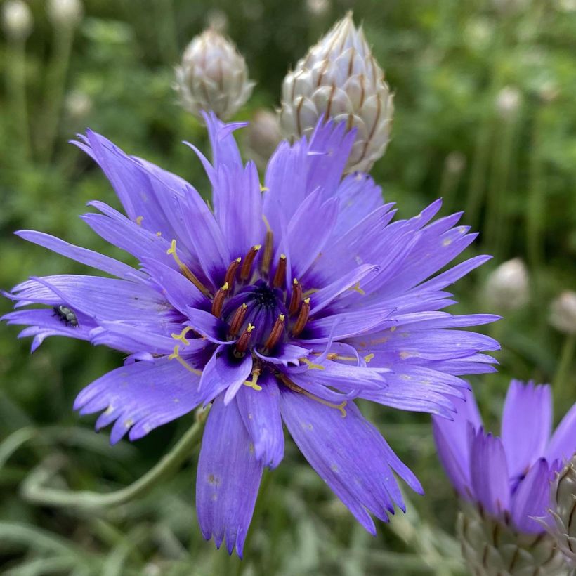 Catananche caerulea - Blauwe strobloem (Bloei)