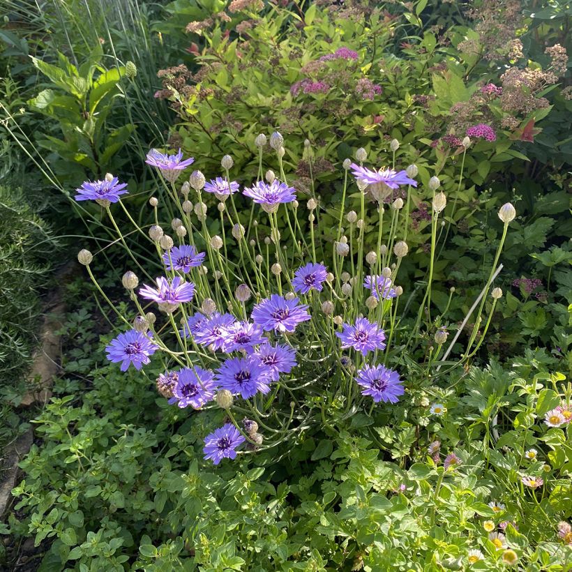 Catananche caerulea - Blauwe strobloem (Plant habit)