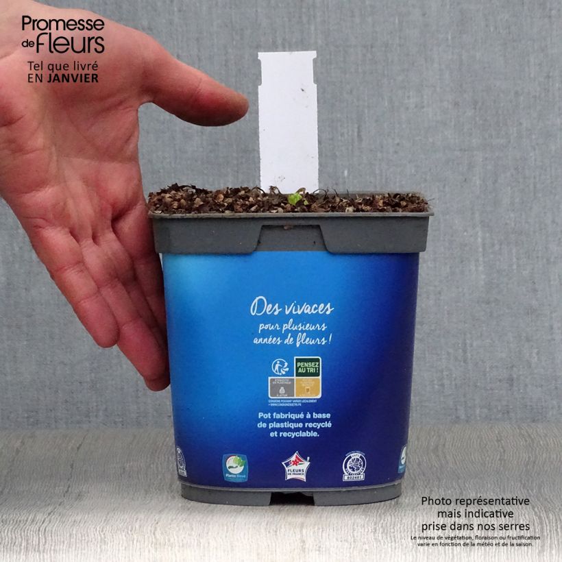 Example of Catananche caerulea - Cupidone Pot van 2 l/3 l as you get in hiver