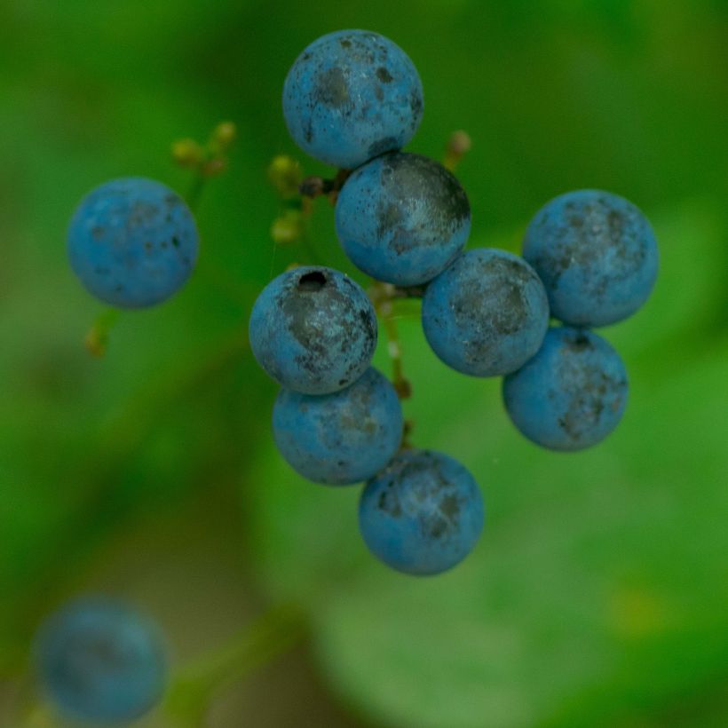 Caulophyllum thalictroides - Vrouwenwortel (Oogst)