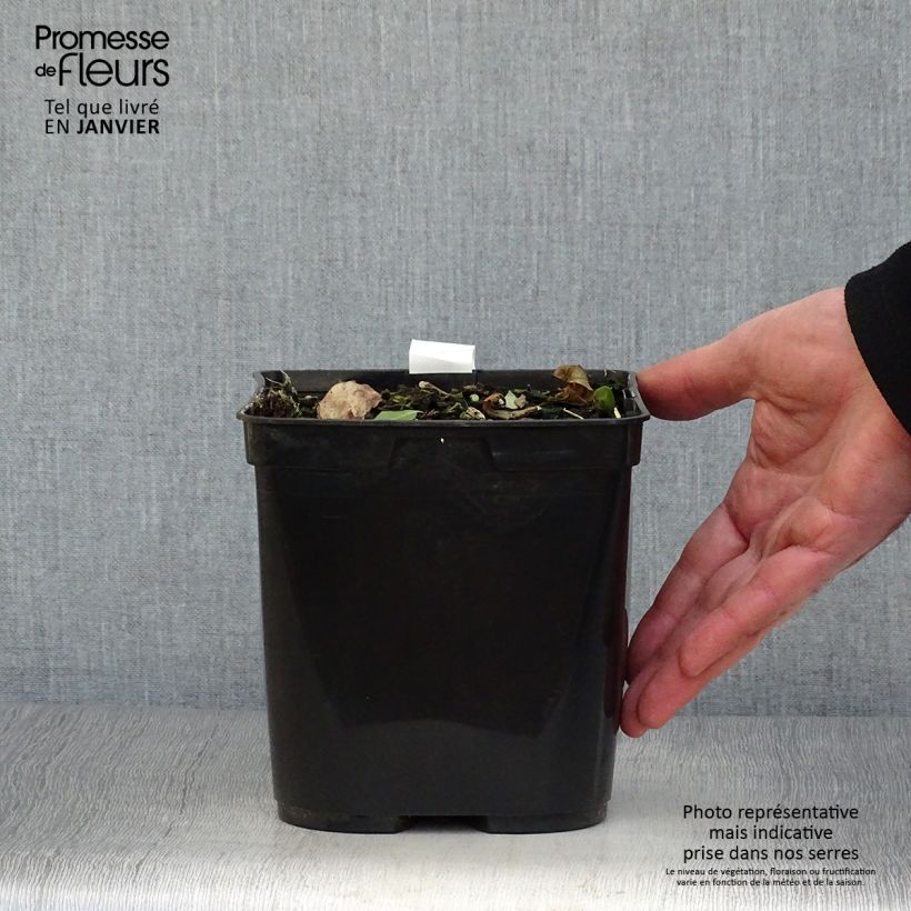 Example of Cautleya spicata Robusta - Gingembre de l'Himalaya Pot van 2 l/3 l as you get in hiver