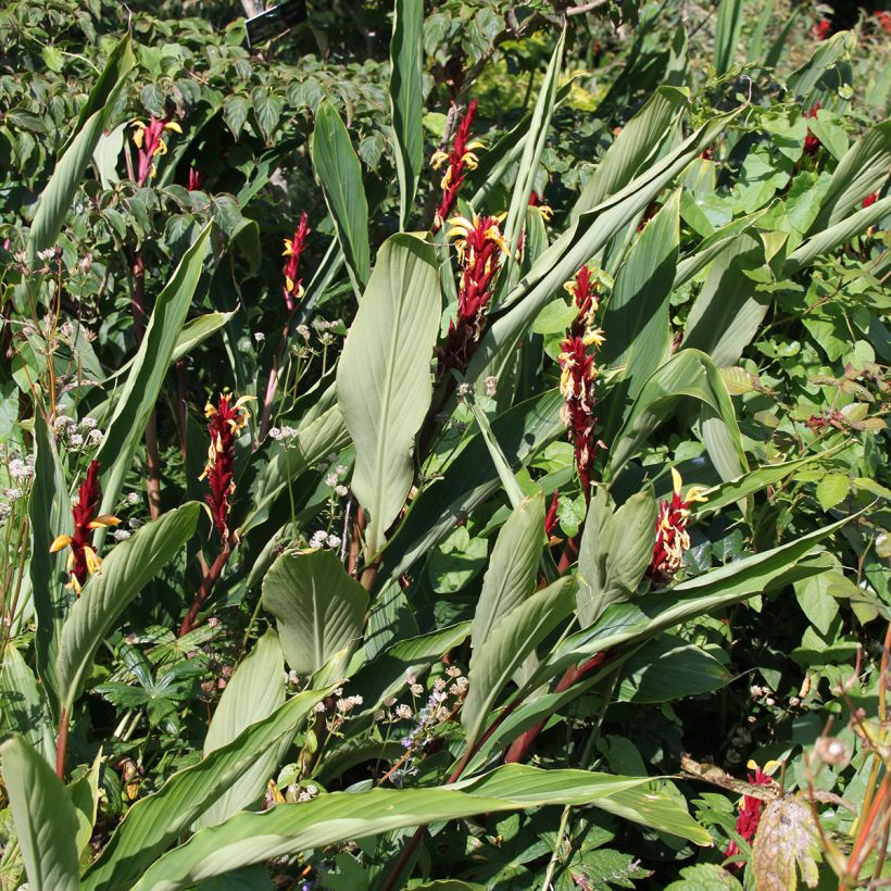 Cautleya spicata - Siergember (Groeiplaats)
