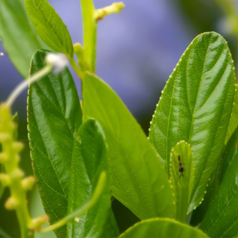 Ceanothus Autumnal Blue - Amerikaanse sering (Foliage)