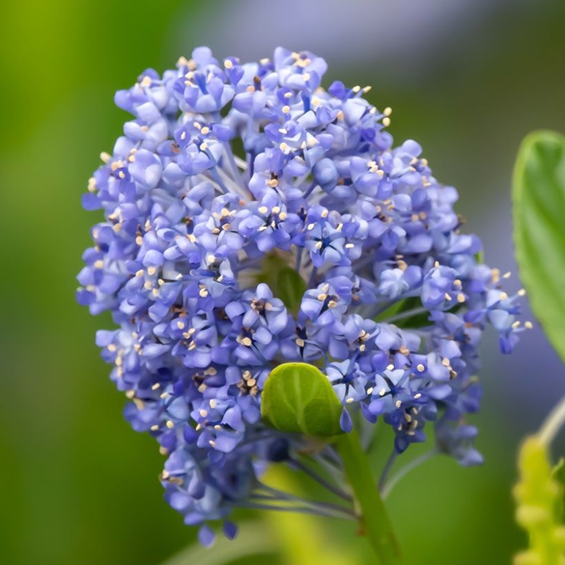Ceanothus Autumnal Blue - Amerikaanse sering (Flowering)