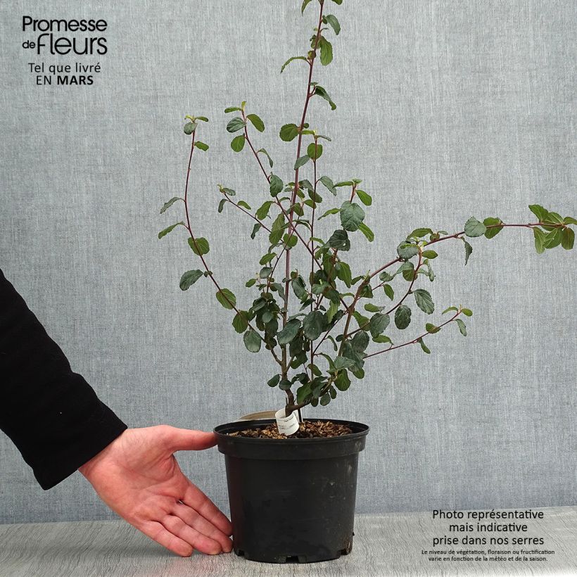 Example of Céanothe Autumnal Blue Pot van 2 l/3 l as you get in hiver