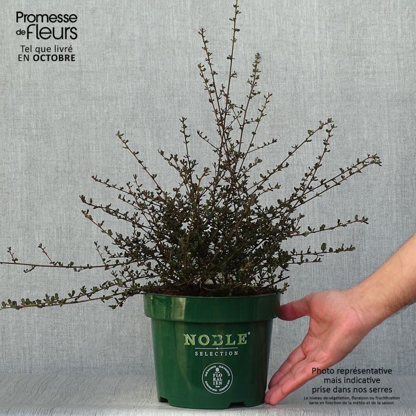 Exemplaar van Ceanothe Blue Sapphire - Amerikaanse sering Pot van 2 l/3 l zoals geleverd in de herfst
