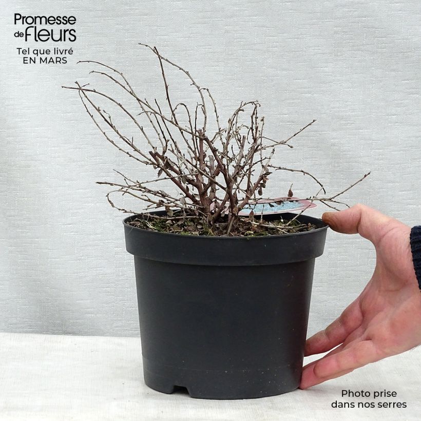 Exemplaar van Ceanothus Edinburgh - Amerikaanse sering Pot van 2 l/3 l zoals geleverd in de lente