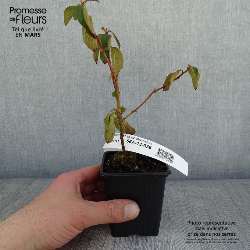 Example of Ceanothe Gloire de Versailles - Ceanothus delilianus Kweekpotje van 8/9 cm as you get in hiver