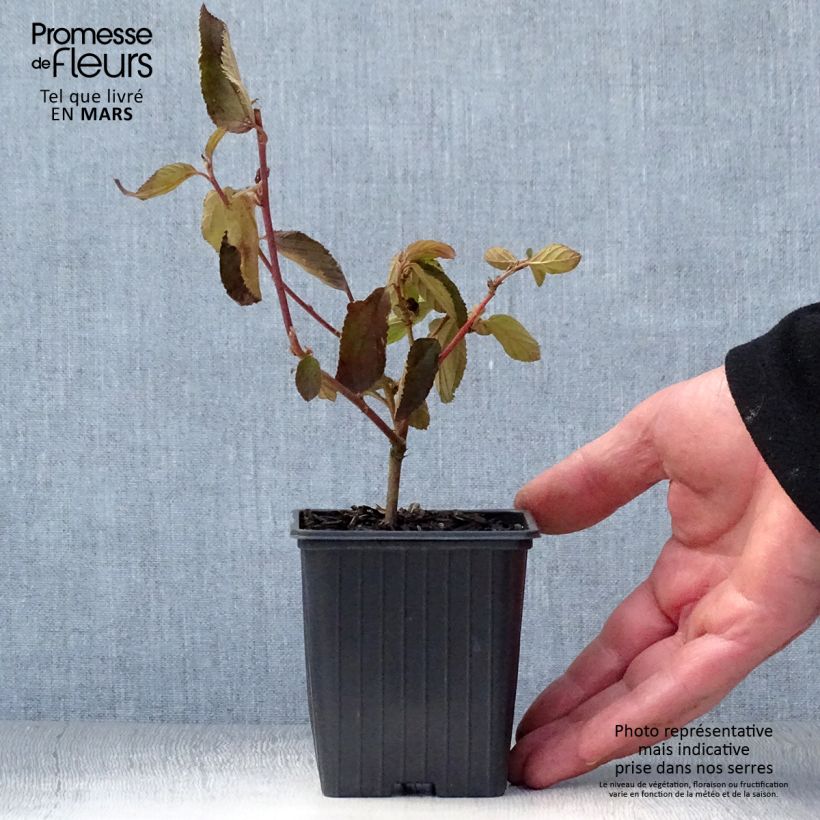 Exemplaar van Ceanothus delilianus - Amerikaanse sering Kweekpotje van 8/9 cm zoals geleverd in de lente