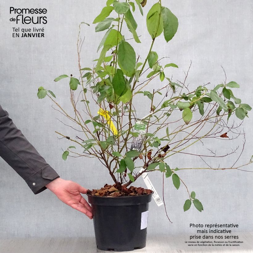 Example of Ceanothe Gloire de Versailles - Ceanothus delilianus Pot van 7,5 l/10 l as you get in hiver