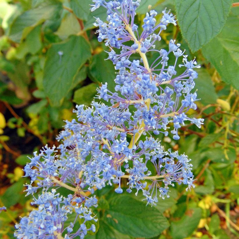 Ceanothus delilianus - Amerikaanse sering (Flowering)