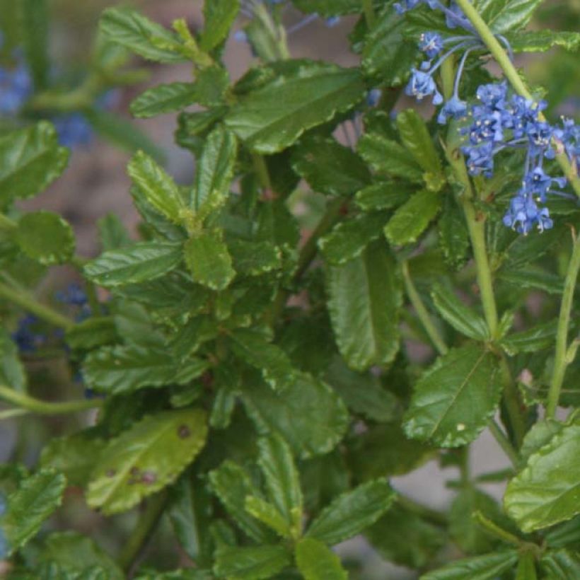 Ceanothus foliosus Italian Skies - Californische sering (Foliage)
