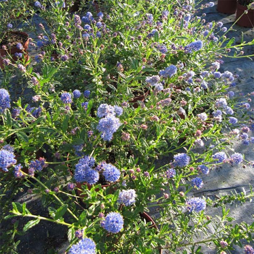 Ceanothus foliosus Italian Skies - Californische sering (Flowering)