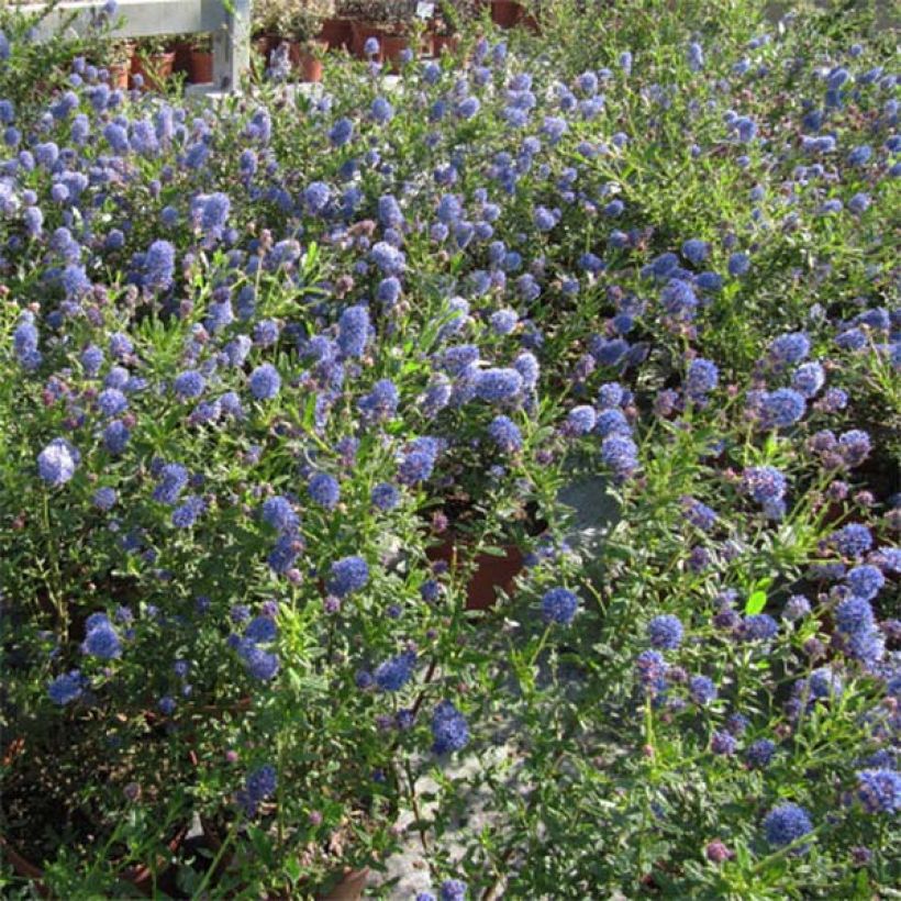 Ceanothus foliosus Italian Skies - Californische sering (Plant habit)