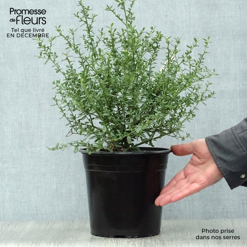 Example of Ceanothus Italian Skies - Lilas de Californie Pot van 4 l/5 l as you get in hiver