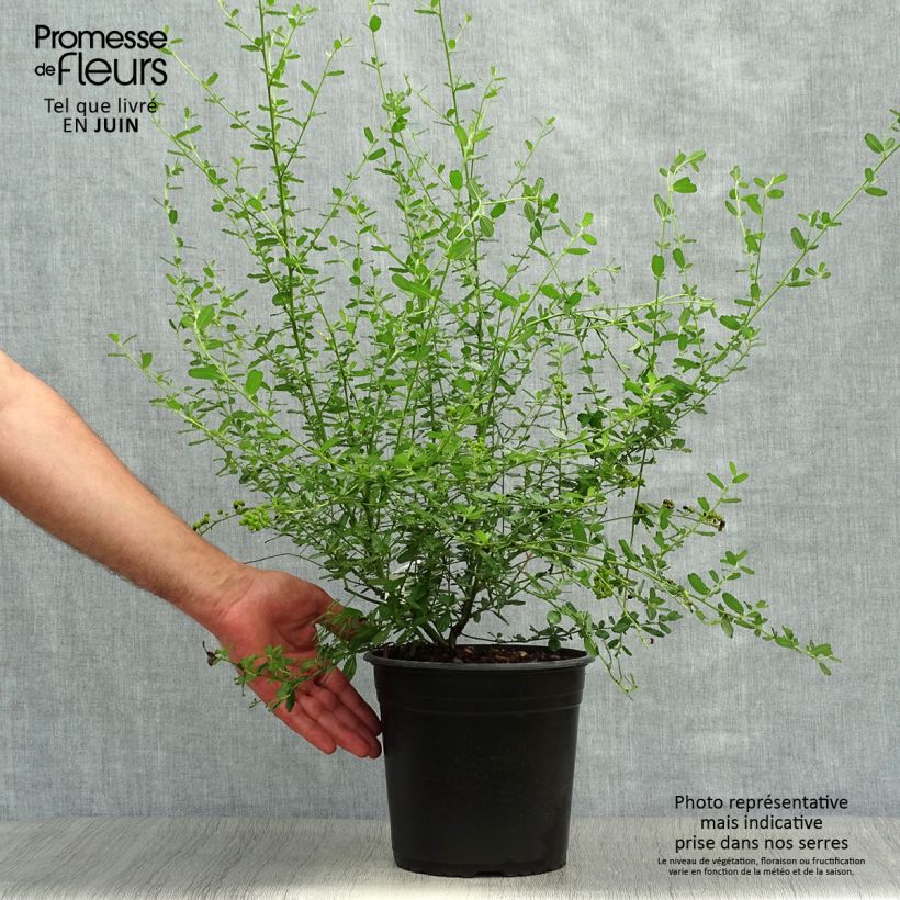 Exemplaar van Ceanothus foliosus Italian Skies - Californische sering Pot van 4 l/5 l zoals geleverd in de zomer