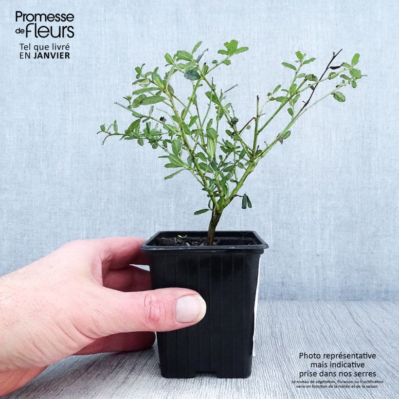 Example of Ceanothus Italian Skies - Lilas de Californie Kweekpotje van 8/9 cm as you get in hiver