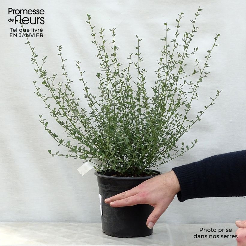Example of Ceanothus Italian Skies - Lilas de Californie Pot van 2 l/3 l as you get in hiver