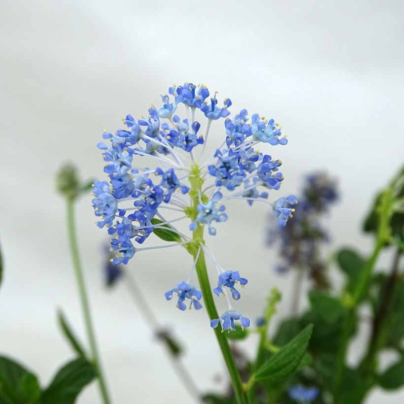 Ceanothus Skylark - Amerikaanse sering (Flowering)