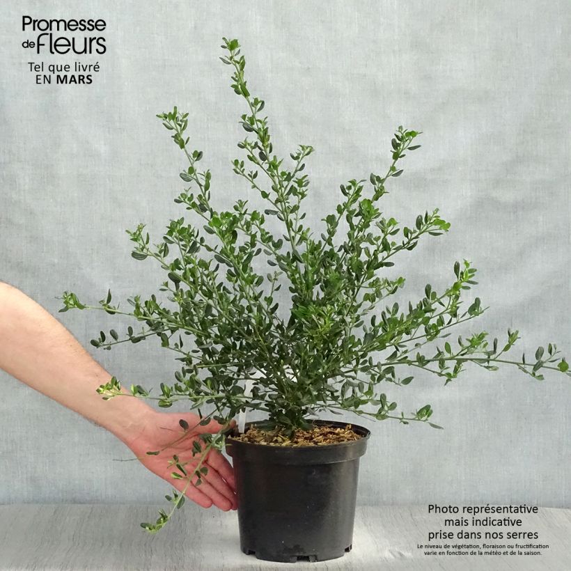 Exemplaar van Ceanothus Skylark - Amerikaanse sering Pot van 4 l/5 l zoals geleverd in de lente