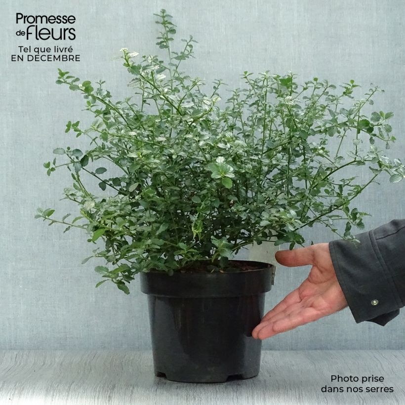 Example of Ceanothus thyrsiflorus Repens - Amerikaanse sering Pot van 2 l/3 l as you get in hiver