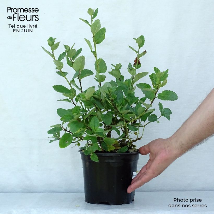 Exemplaar van Ceanothus Trewithen Blue - Amerikaanse sering Pot van 2 l/3 l zoals geleverd in de zomer