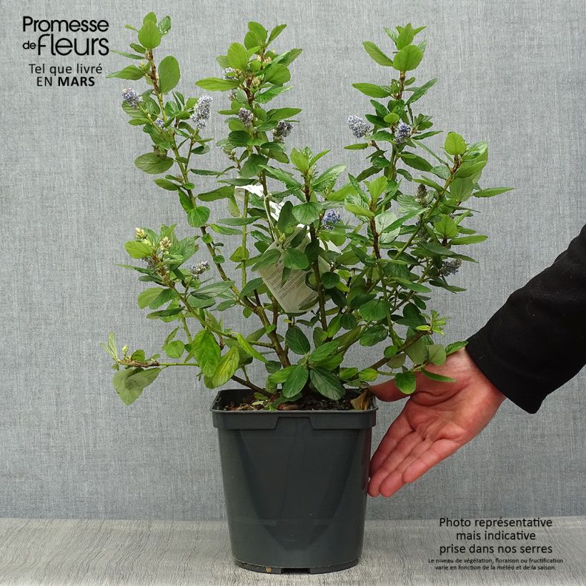 Exemplaar van Ceanothus Trewithen Blue - Amerikaanse sering Pot van 4 l/5 l zoals geleverd in de lente