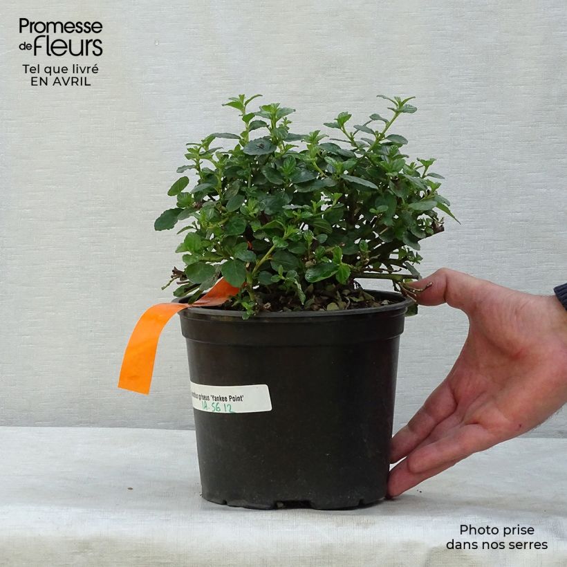 Exemplaar van Ceanothus griseus Yankee Point - Amerikaanse sering Pot van 2 l/3 l zoals geleverd in de lente