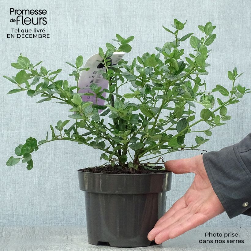 Example of Céanothe griseus Yankee Point - Lilas de Californie  Pot van 2 l/3 l as you get in hiver