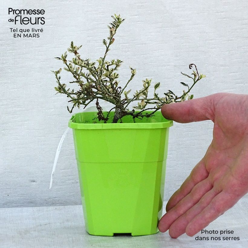 Example of Céanothe impressus Cool Blue - Lilas de Californie Pot van 1,5 l/2 l as you get in hiver