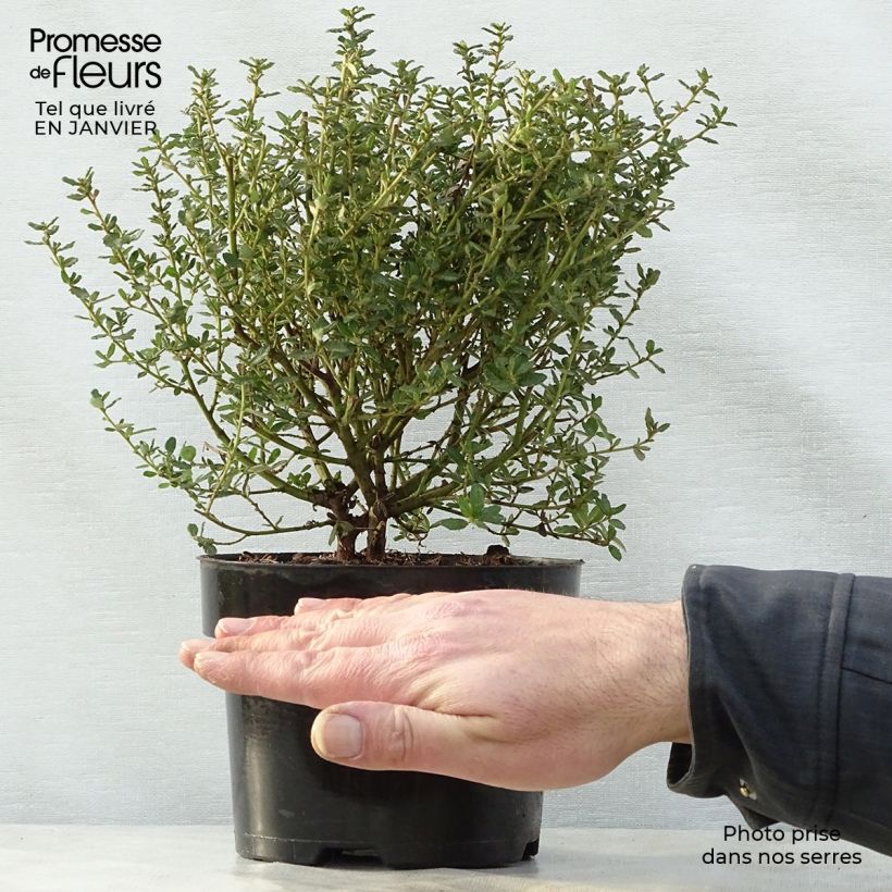 Example of Ceanothus impressus Puget Blue - Amerikaanse sering Pot van 2 l/3 l as you get in hiver