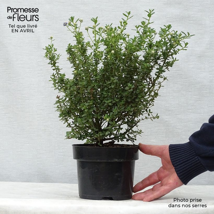 Exemplaar van Ceanothus impressus Puget Blue - Amerikaanse sering Pot van 2 l/3 l zoals geleverd in de lente