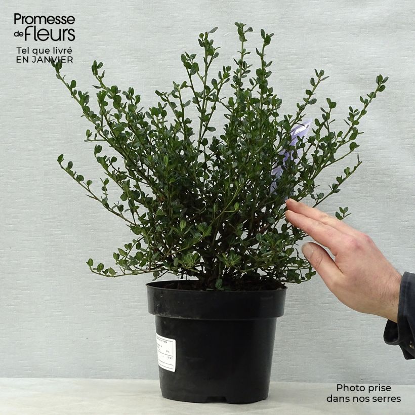 Example of Ceanothus impressus Victoria - Amerikaanse sering Pot van 2 l/3 l as you get in hiver