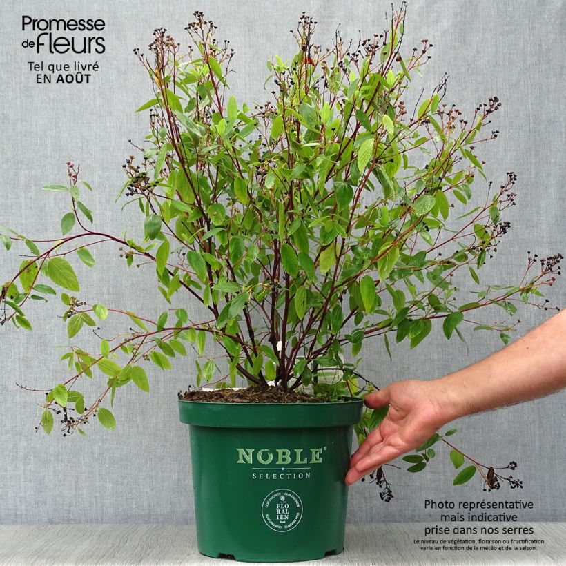 Exemplaar van Ceanothus pallidus Marie Blue Minmari - Amerikaanse sering Pot van 7,5 l/10 l zoals geleverd in de zomer