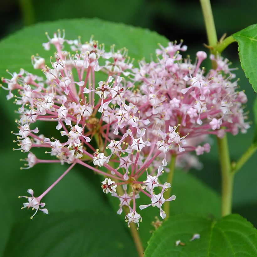 Ceanothus pallidus Marie Rose - Amerikaanse sering (Flowering)