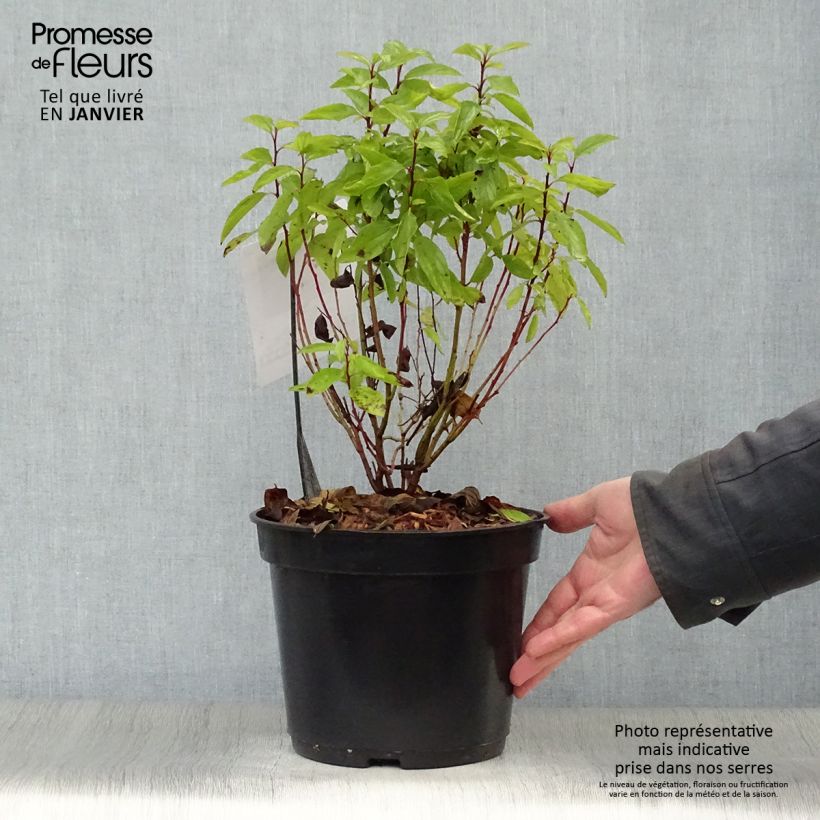 Example of Céanothe pallidus Marie Rose - Lilas de Californie Pot van 3 l/4 l as you get in hiver