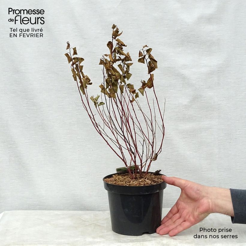 Example of Céanothe pallidus Marie Simon Pot van 2 l/3 l as you get in hiver