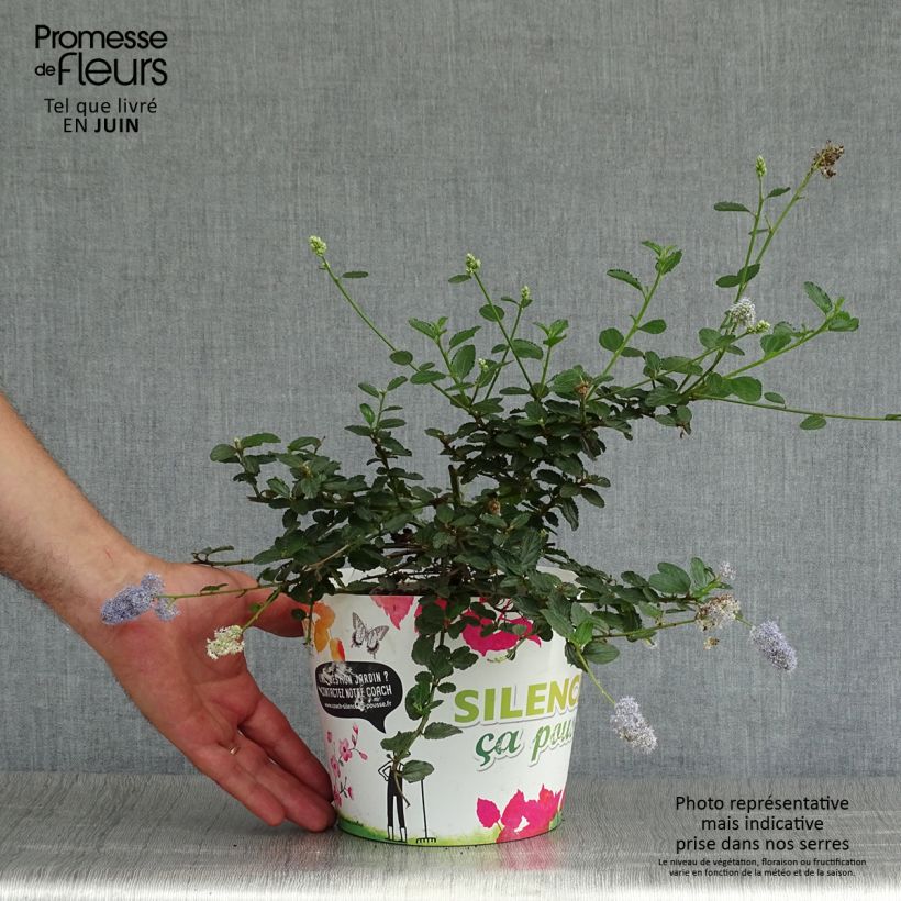 Exemplaar van Ceanothus prostratus - Amerikaanse sering Pot van 2 l/3 l zoals geleverd in de zomer