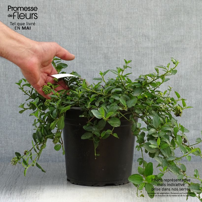 Exemplaar van Ceanothus prostratus - Amerikaanse sering Pot van 2 l/3 l zoals geleverd in de lente