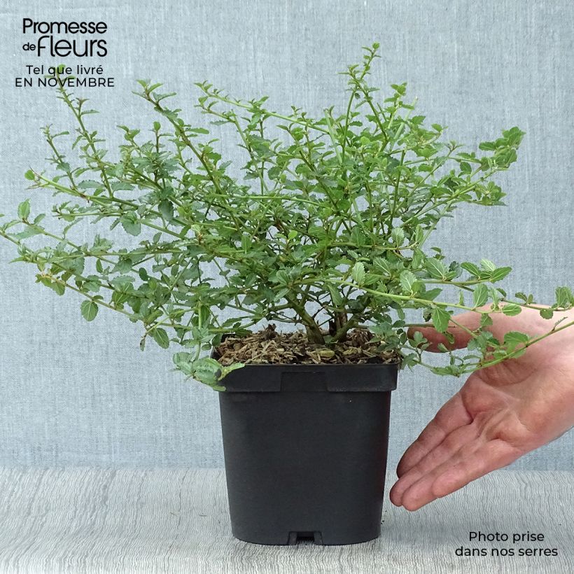 Exemplaar van Ceanothus prostratus - Amerikaanse sering Pot van 4 l/5 l zoals geleverd in de herfst