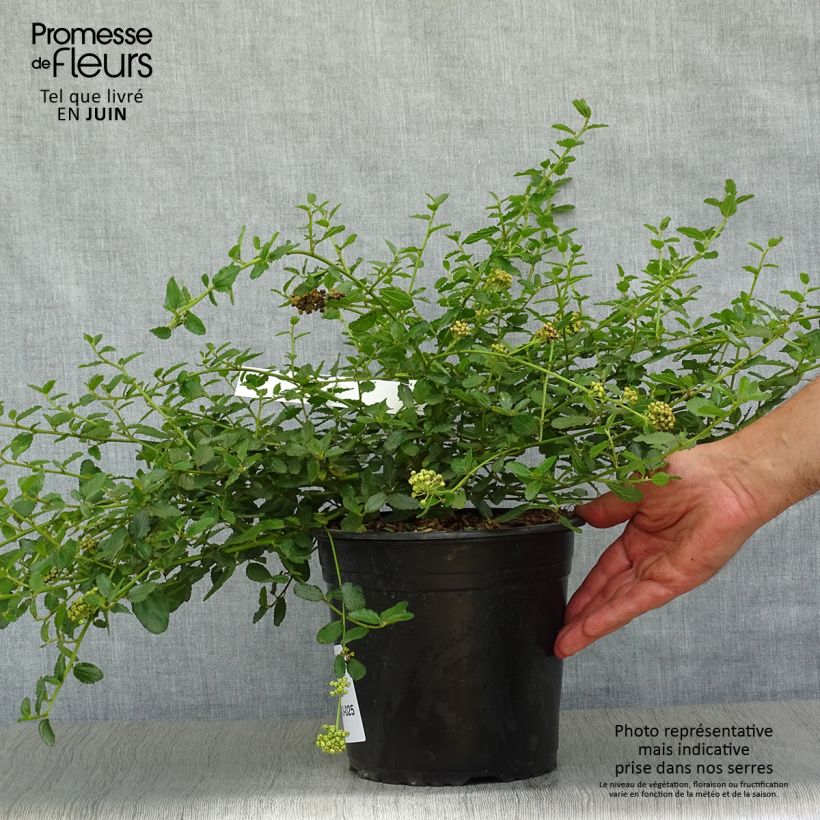 Exemplaar van Ceanothus prostratus - Amerikaanse sering Pot van 4 l/5 l zoals geleverd in de zomer