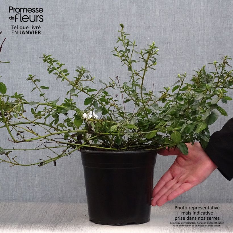 Example of Ceanothus prostratus - Amerikaanse sering Pot van 4 l/5 l as you get in hiver