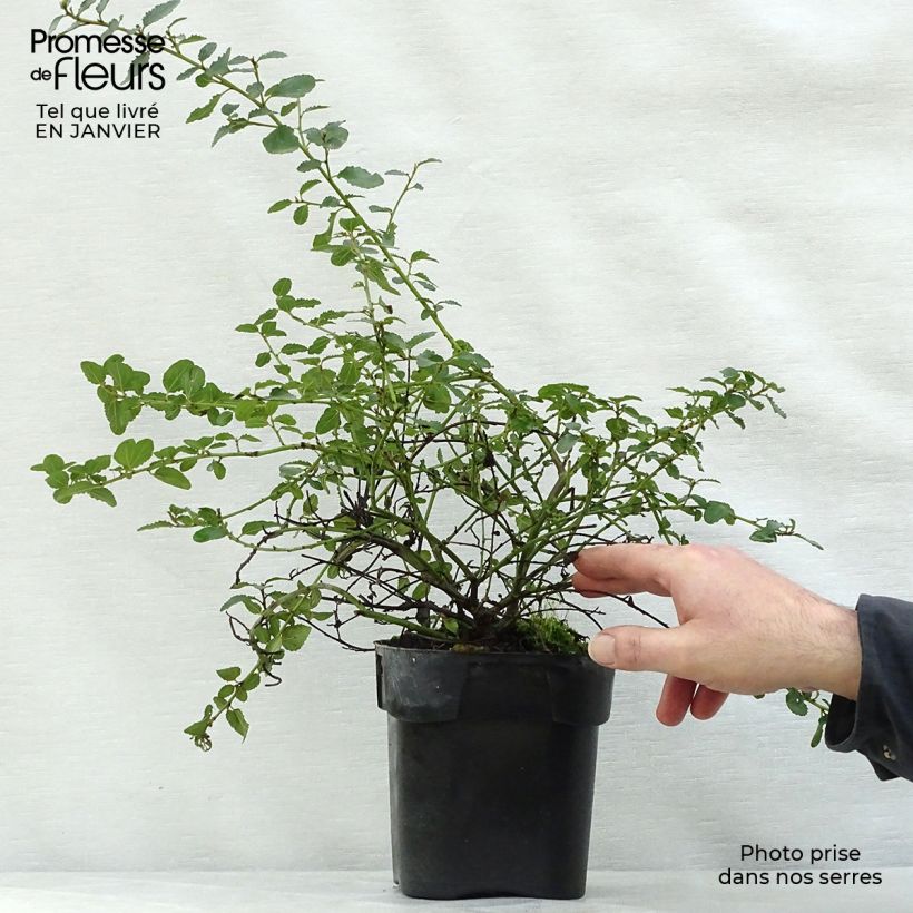Example of Ceanothus prostratus - Amerikaanse sering Pot van 2 l/3 l as you get in hiver