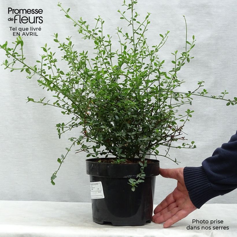 Exemplaar van Ceanothus thyrsiflorus Millerton Point - Amerikaanse sering Pot van 2 l/3 l zoals geleverd in de lente