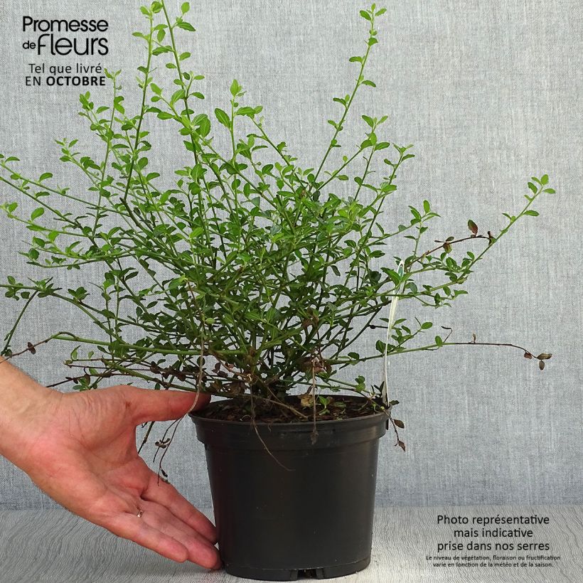 Exemplaar van Ceanothus thyrsiflorus Millerton Point - Amerikaanse sering Pot van 2 l/3 l zoals geleverd in de herfst