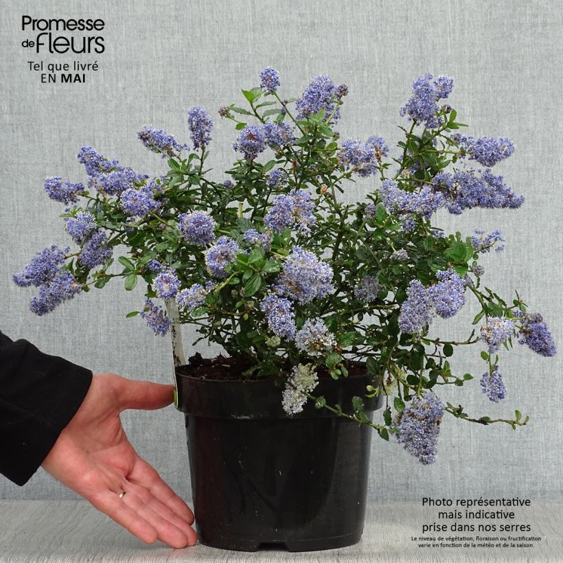 Exemplaar van Ceanothus thyrsiflorus Repens - Amerikaanse sering Pot van 2 l/3 l zoals geleverd in de lente