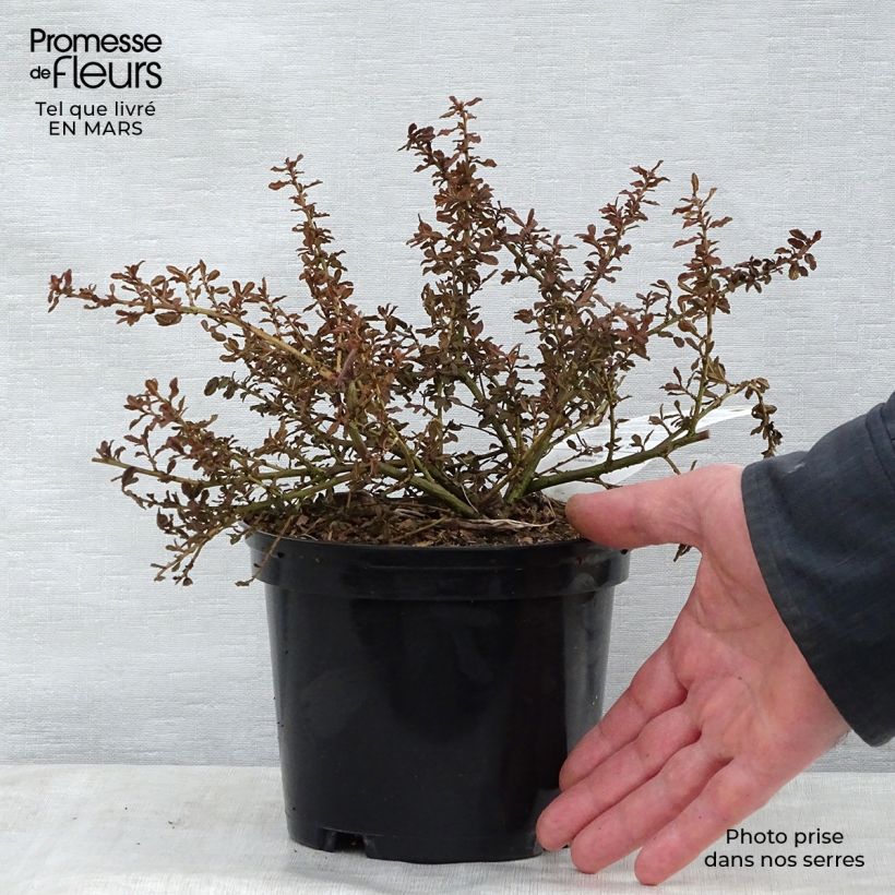 Exemplaar van Ceanothus Blue Mound - Amerikaanse sering Pot van 2 l/3 l zoals geleverd in de lente