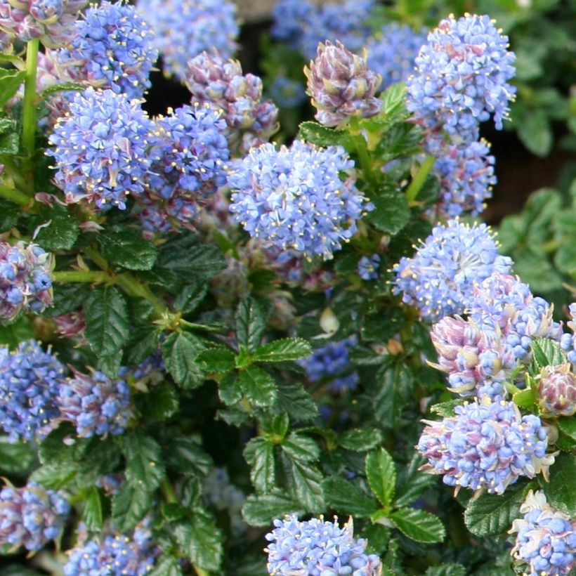 Ceanothus Blue Mound - Amerikaanse sering (Foliage)